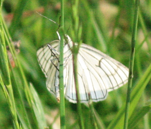 Baumweiling (Aporia crataegi)